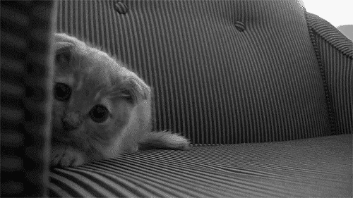 rs_500x281-140630102324-tumblr_lzr94ucAKS1r1t0wjo1_500.gif?fit=inside|900:auto&output-quality=90